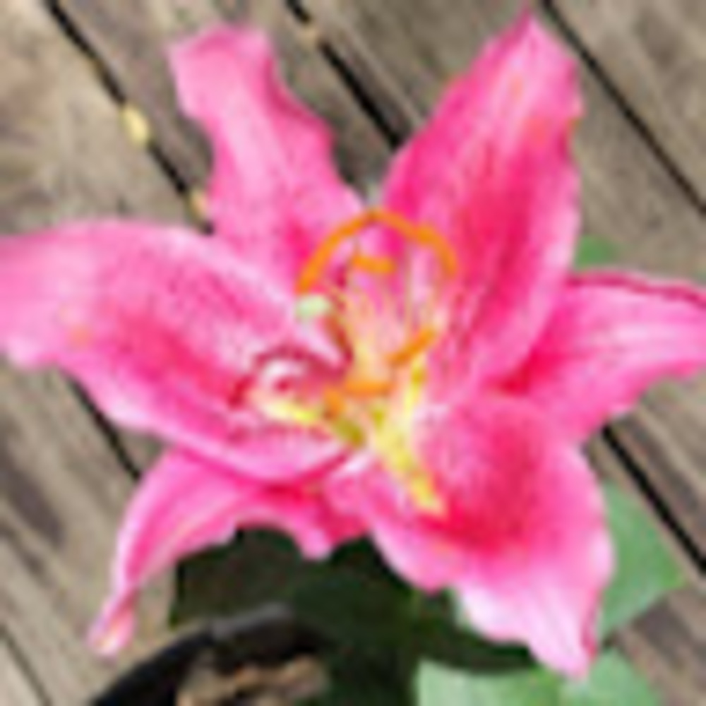 Meet your Posher, Samantha